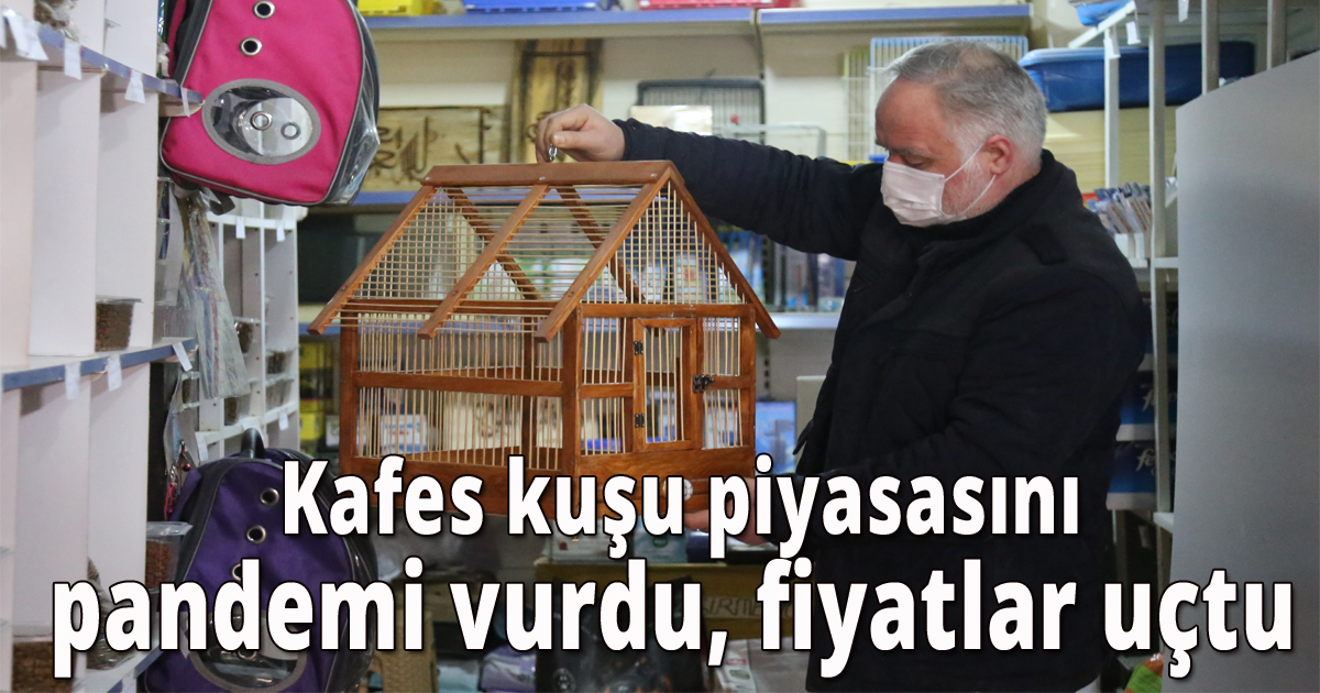   Kafes kuşu piyasasını pandemi vurdu, fiyatlar uçtu