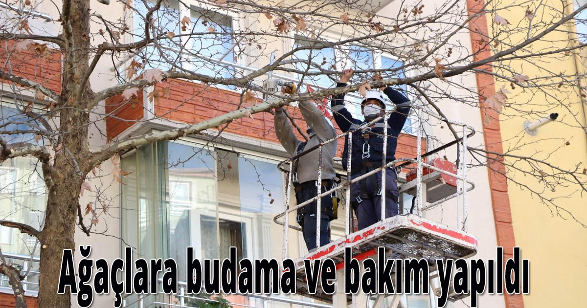  Ağaçlara budama ve bakım yapıldı