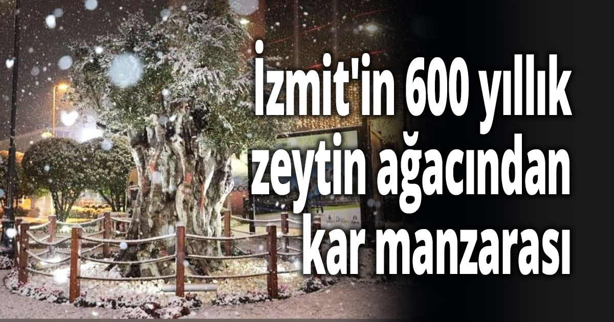 İzmit'in 600 yıllık zeytin ağacından kar manzarası
