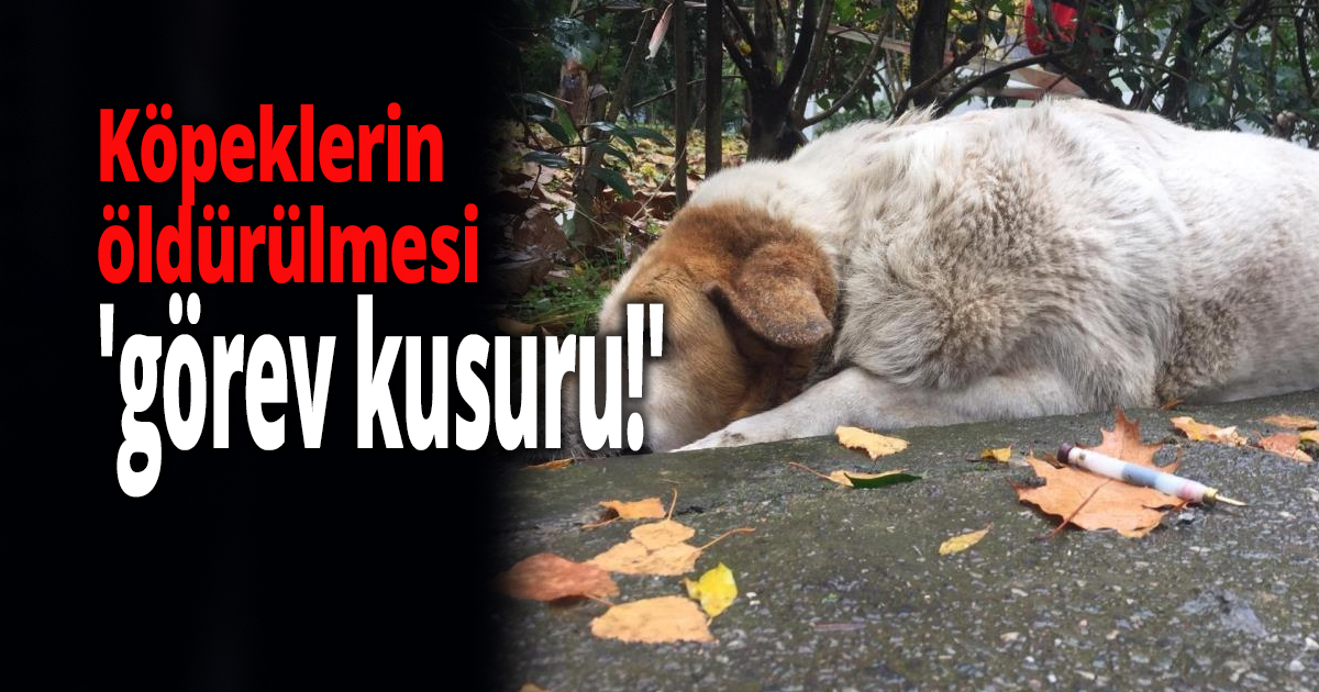 Köpeklerin öldürülmesi 'görev kusuru!'