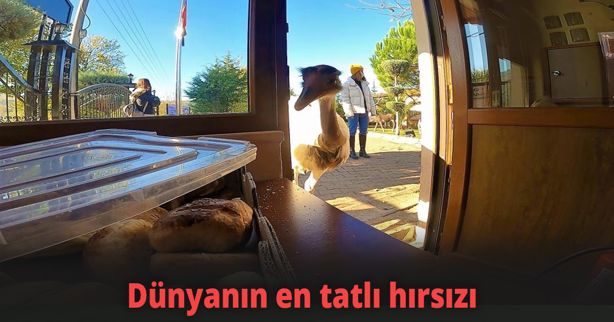 Dünyanın en tatlı hırsızı