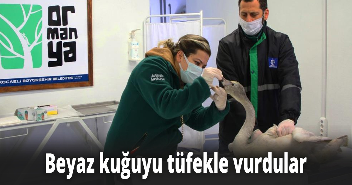 Beyaz kuğuyu tüfekle vurdular