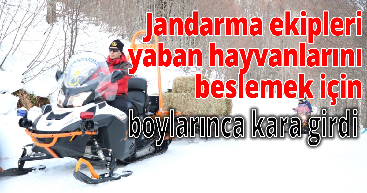 Karla kaplı ormanlara paletli araçlarla gelip yaban hayvanlarını beslediler