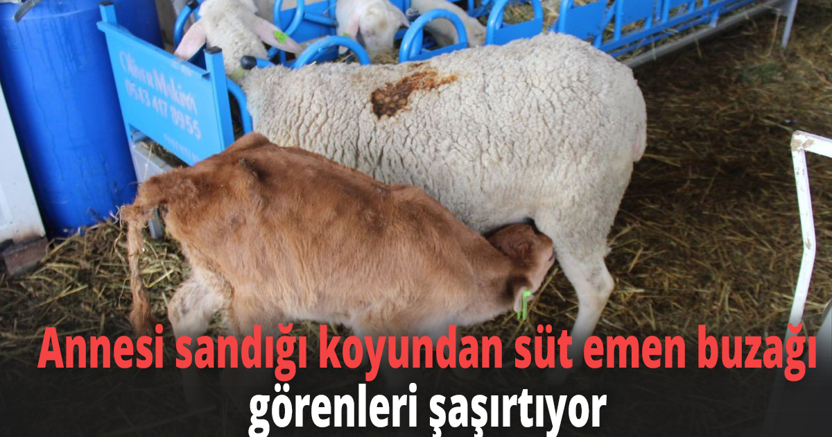Annesi sandığı koyundan süt emen buzağı görenleri şaşırtıyor