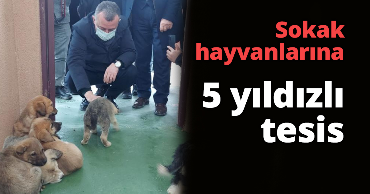 Sokak hayvanlarına 5 yıldızlı tesis