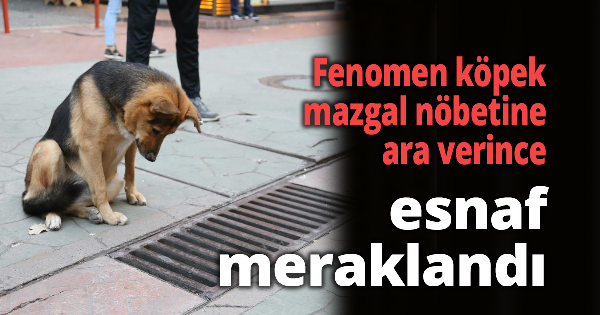 Fenomen köpek mazgal nöbetine ara verince esnaf meraklandı