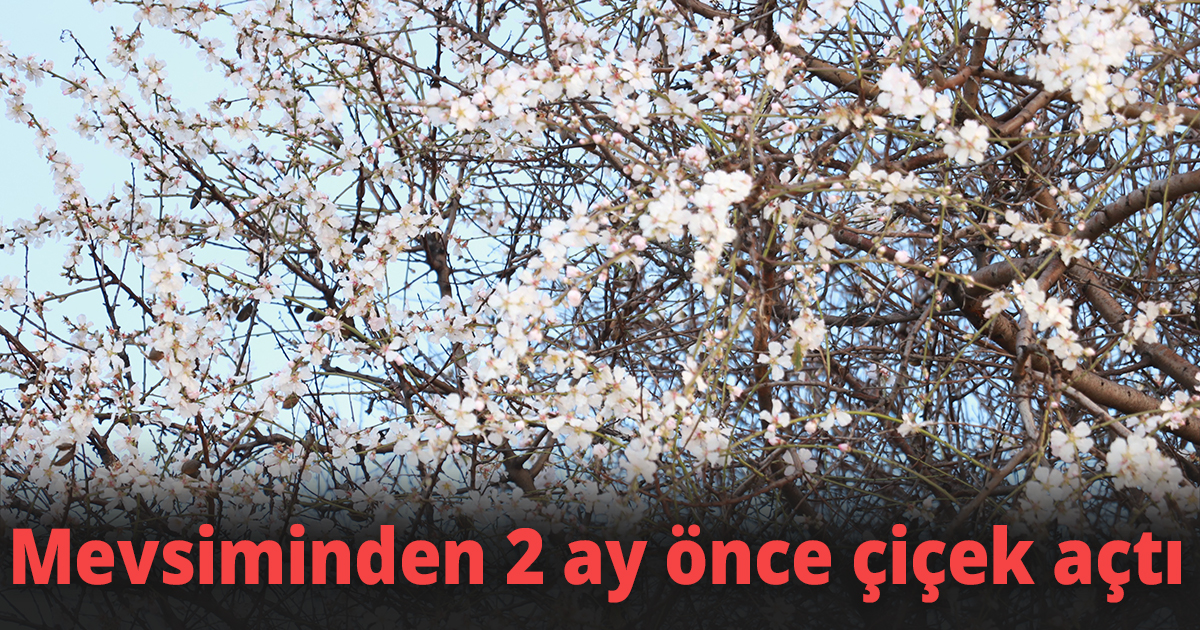 Sıcak havalar badem ağaçlarına 2 ay erken çiçek açtırdı
