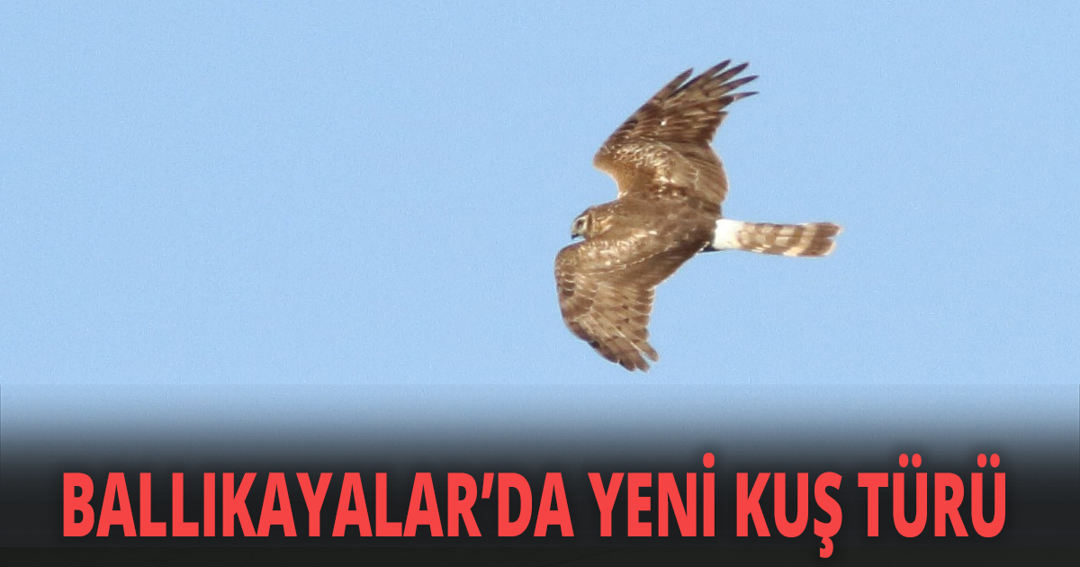 BALLIKAYALAR’DA YENİ KUŞ TÜRÜ