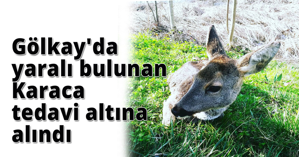Gölkay'da yaralı bulunan karaca tedavi altına alındı