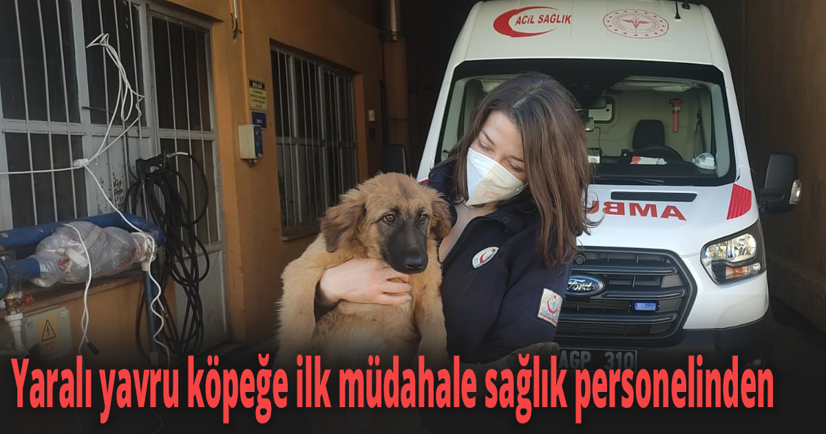 Yaralı yavru köpeğe ilk müdahale sağlık personelinden