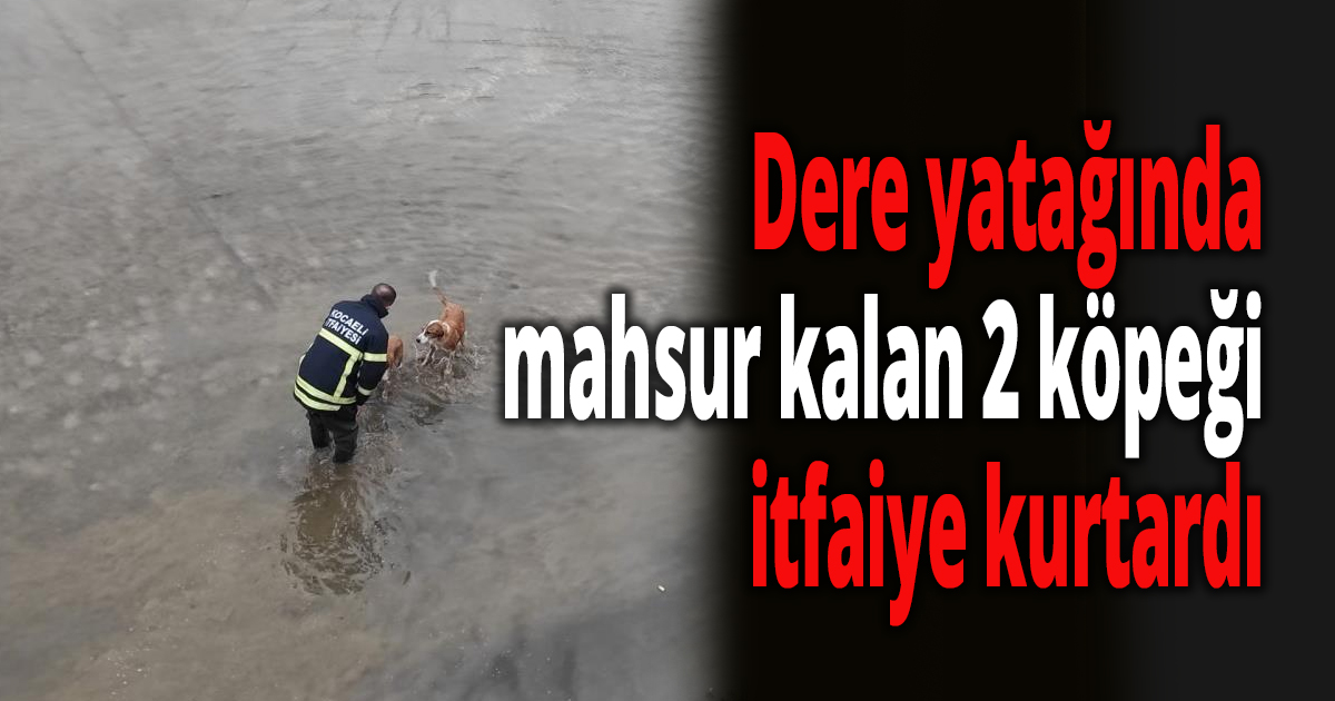 Dere yatağına düşen köpekleri kurtarmak için seferber oldular