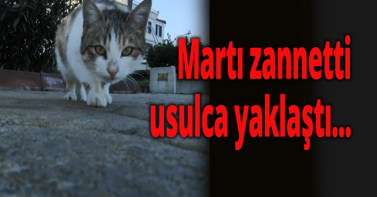 Martı zannetti usulca yaklaştı...