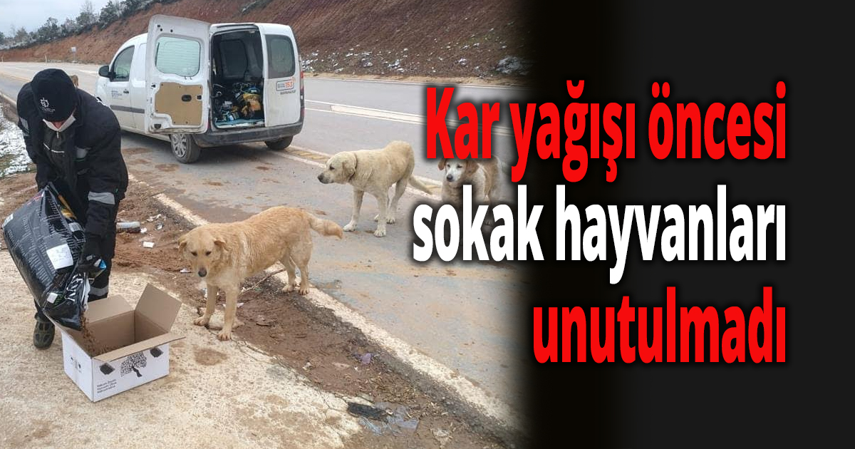 Kar yağışı öncesi sokak hayvanlarına kuru mama