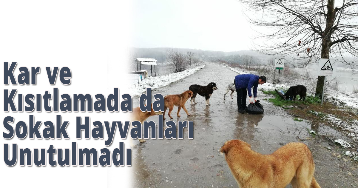 Kar ve Kısıtlamada da Sokak Hayvanları Unutulmadı