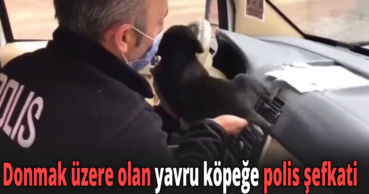 Donmak üzere olan yavru köpeğe polis şefkati