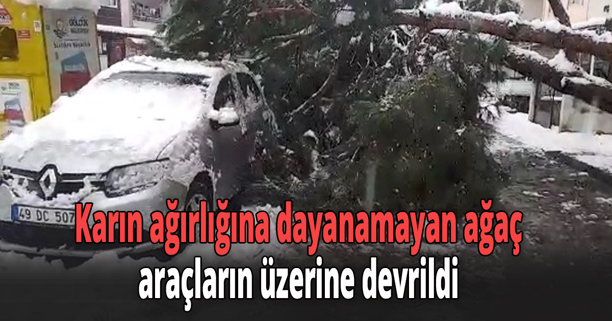 Karın ağırlığına dayanamayan ağaç araçların üzerine devrildi