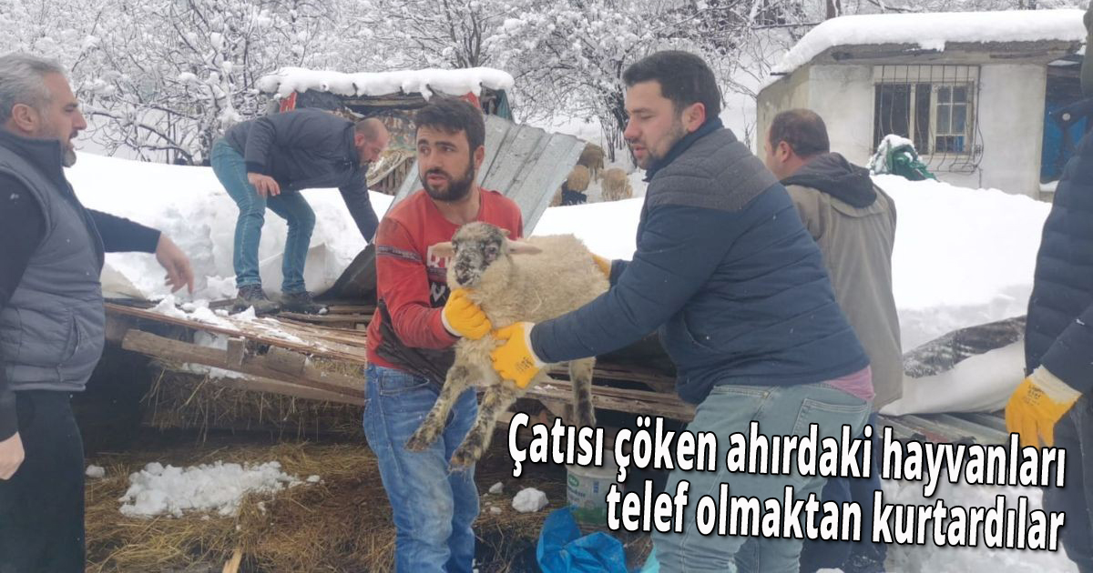 Çatısı çöken ahırdaki hayvanları telef olmaktan kurtardılar