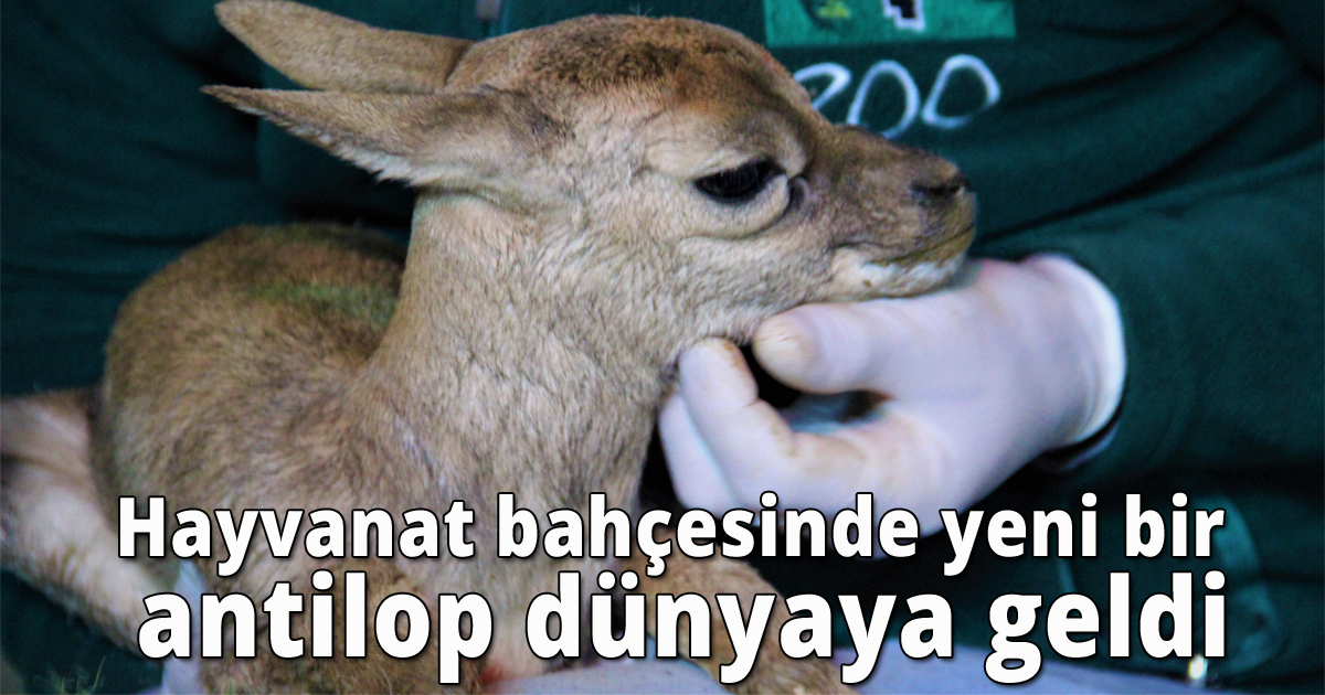 Hayvanat bahçesinde yeni bir antilop dünyaya geldi.