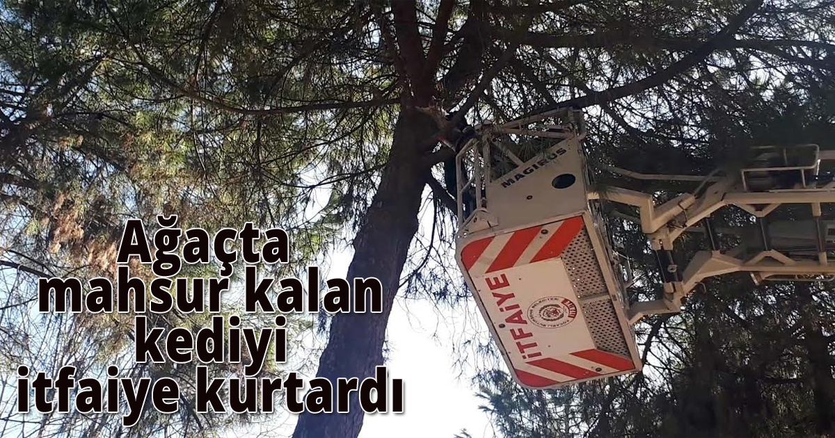 Ağaçta mahsur kalan kediyi itfaiye kurtardı