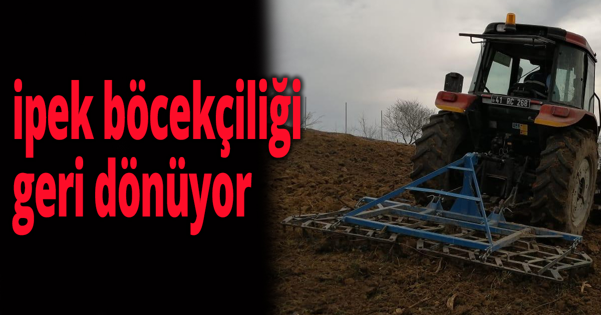 İzmit Belediyesi ile ipek böcekçiliği geri dönüyor