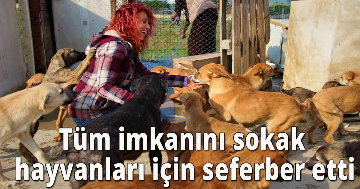Tüm imkanını sokak hayvanları için seferber etti