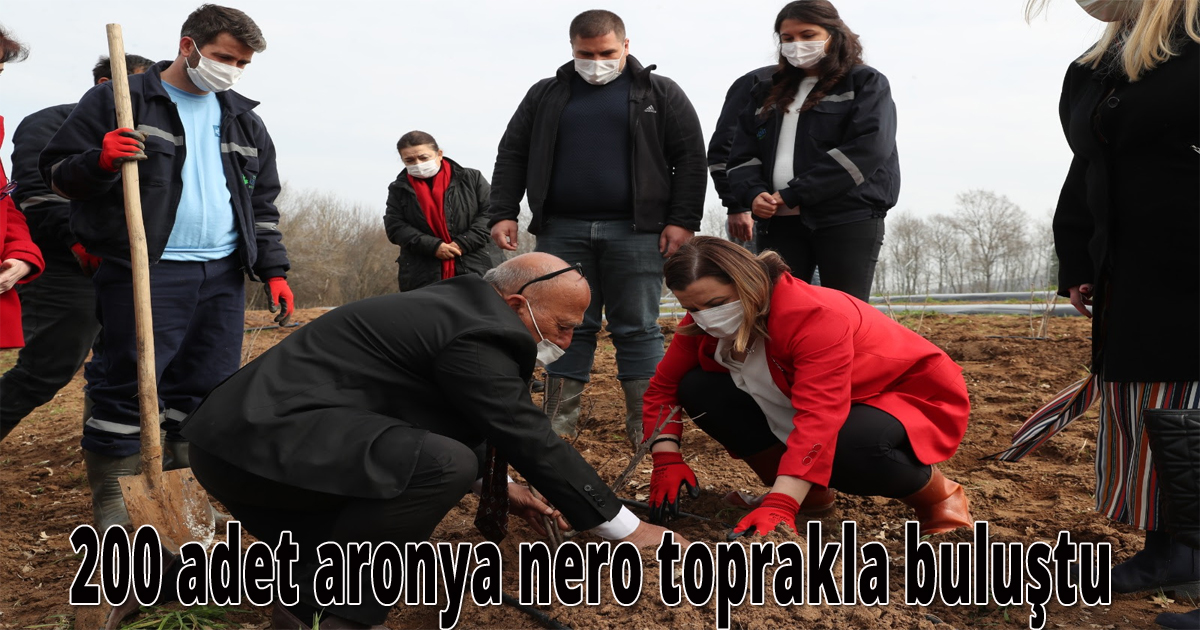 200 adet aronya nero toprakla buluştu