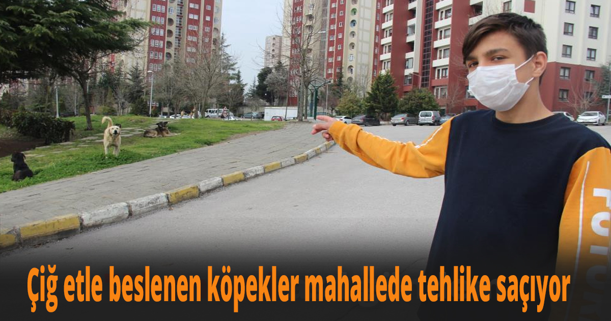 Çiğ etle beslenen köpekler mahallede tehlike saçıyor