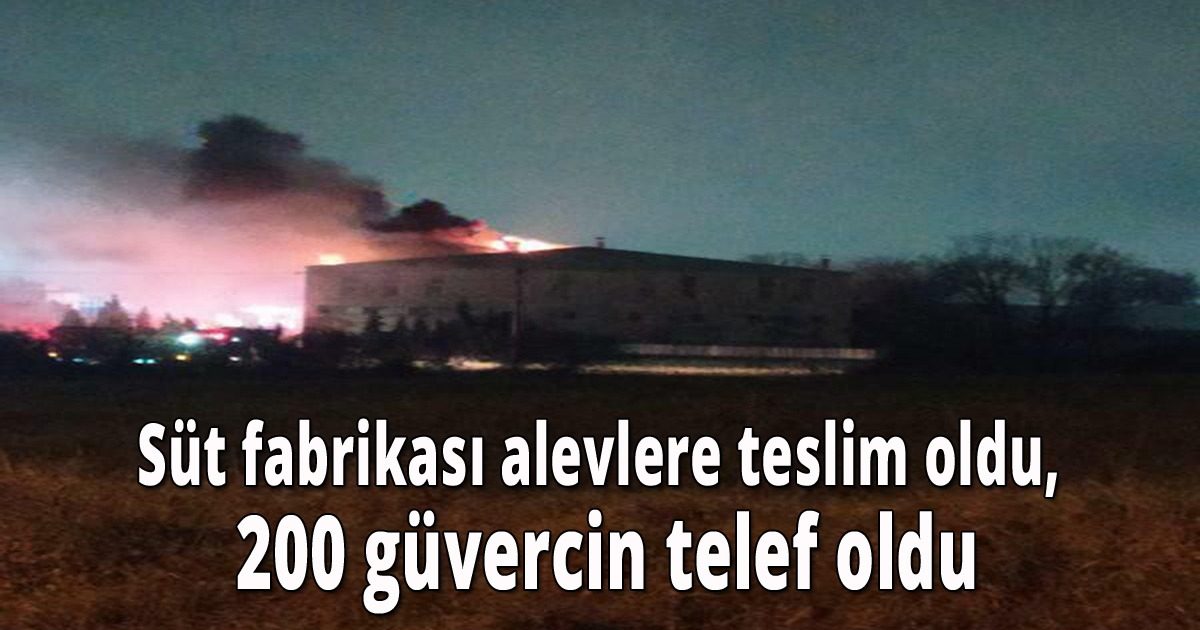 Süt fabrikası alevlere teslim oldu, 200 güvercin telef oldu