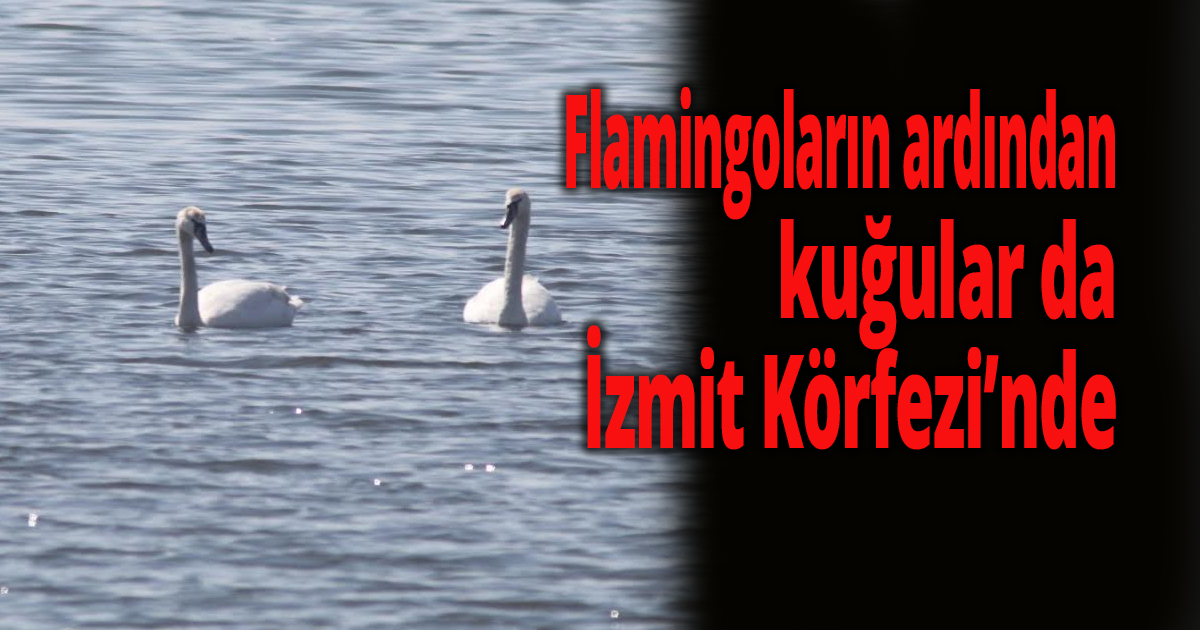KUĞULAR İZMİT KÖRFEZİ’NDE