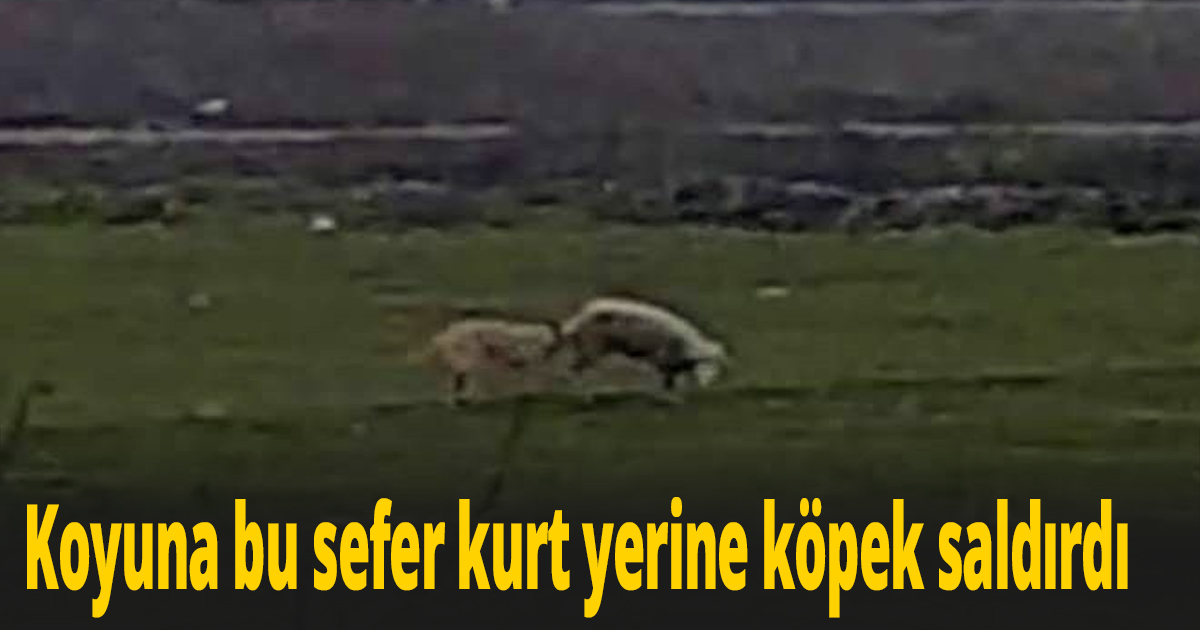 Koyuna bu sefer kurt yerine köpek saldırdı