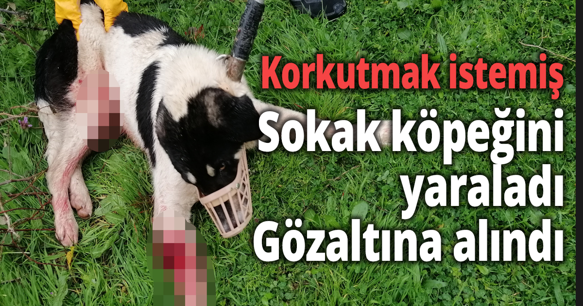 Koyunlarını korumak isterken sokak köpeğini tüfekle yaraladı