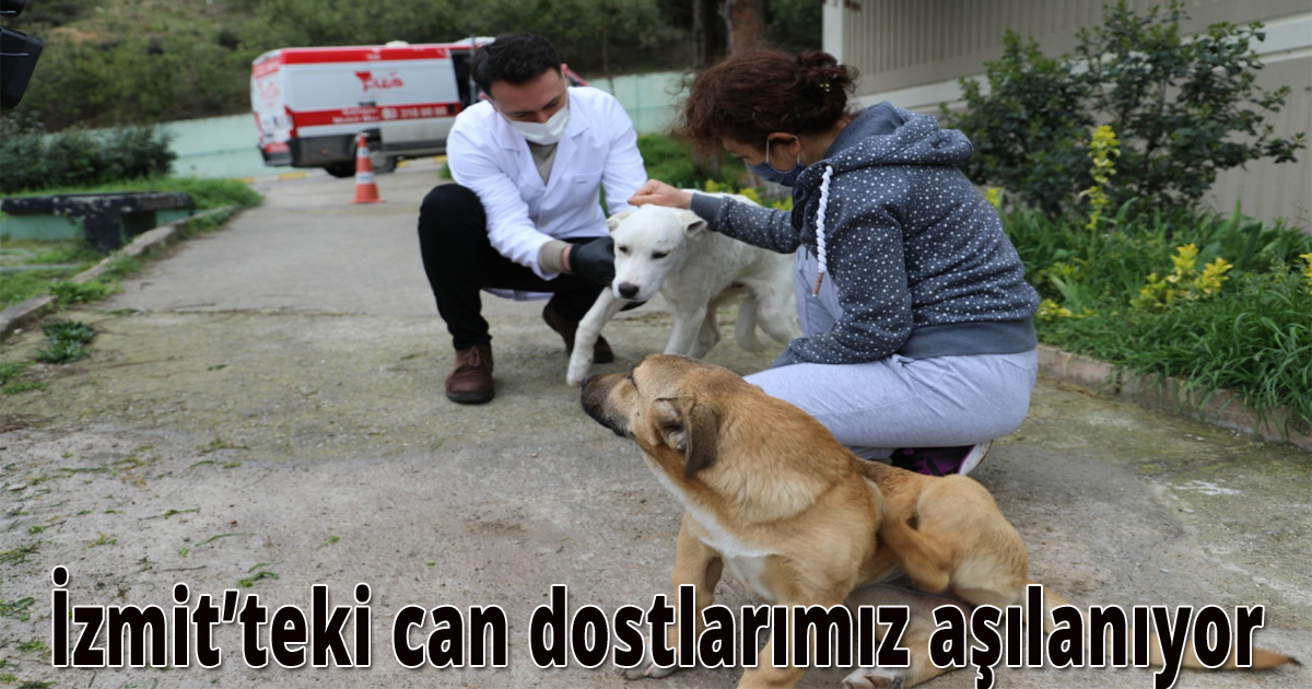 İzmit’teki can dostlarımız aşılanıyor