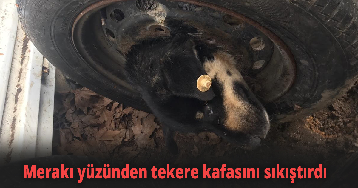 Meraklı yavru köpek!