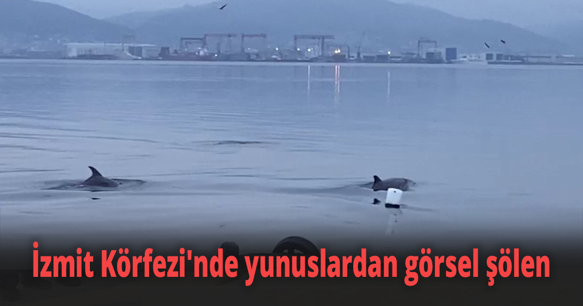 İzmit Körfezi'nde yunuslardan görsel şölen