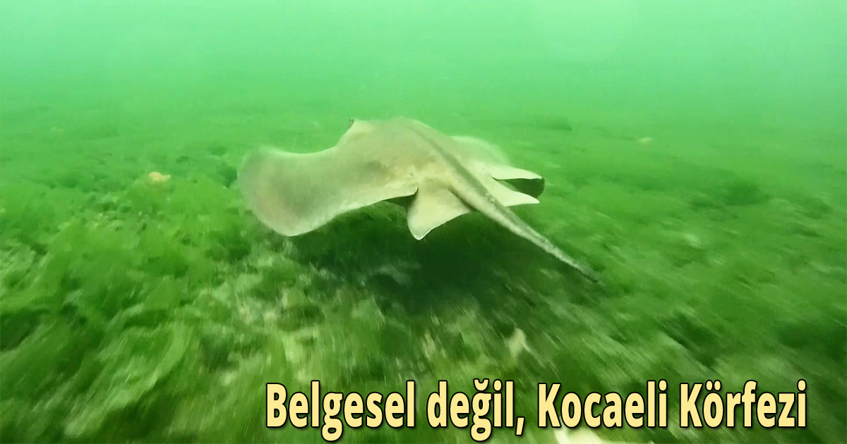 Belgesel değil, Kocaeli Körfezi