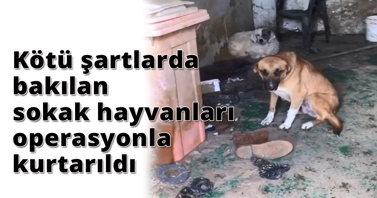 Kötü şartlarda bakılan sokak hayvanları operasyonla kurtarıldı