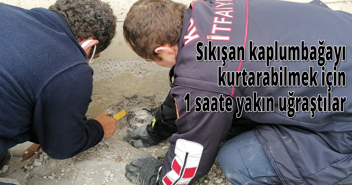 Sıkışan kaplumbağayı kurtarabilmek için 1 saate yakın uğraştılar