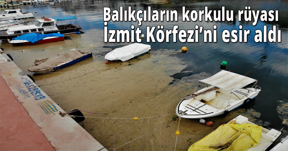 Balıkçıların korkulu rüyası İzmit Körfezi’ni esir aldı