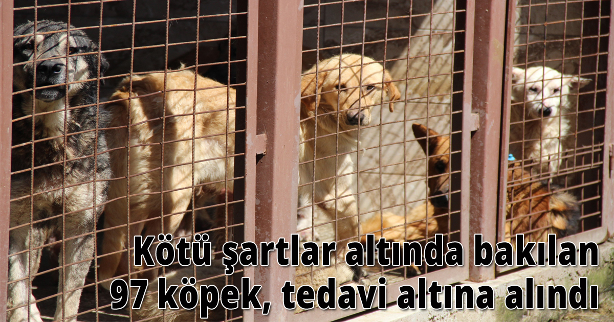 Kötü şartlar altında bakılan 97 köpek, tedavi altına alındı