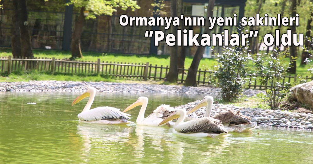 Ormanya’nın yeni sakinleri ‘’Pelikanlar’’ oldu