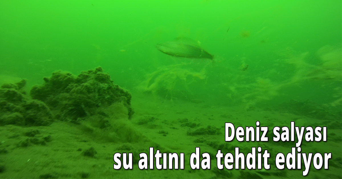 Deniz salyası su altını da tehdit ediyor