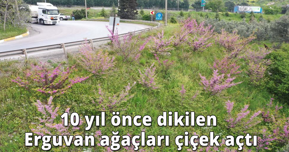 10 yıl önce dikilen Erguvan ağaçları çiçek açtı