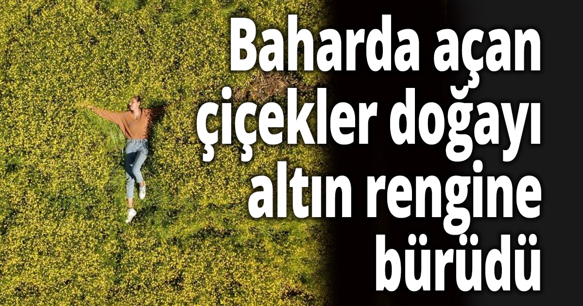 Baharda açan çiçekler doğayı altın rengine bürüdü