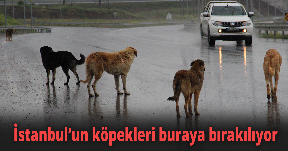 İstanbul’un köpekleri buraya bırakılıyor