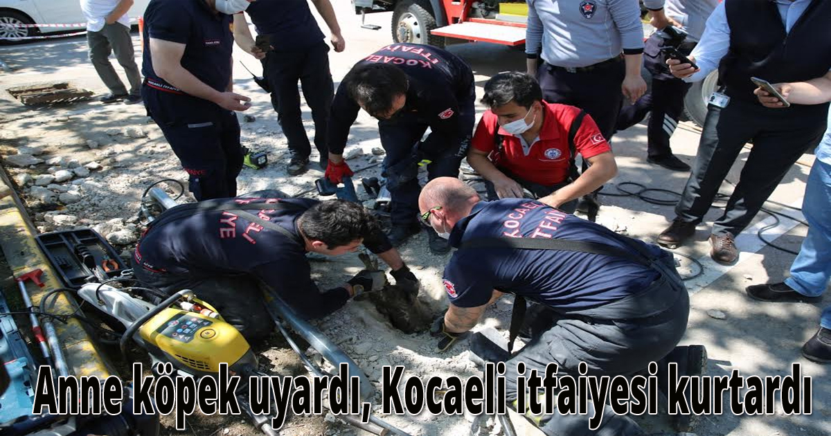 Anne köpek uyardı, Kocaeli itfaiyesi kurtardı