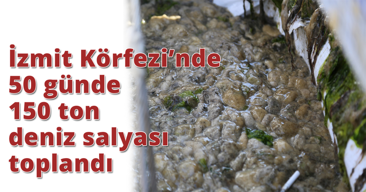  İzmit Körfezi’nde 50 günde 150 ton deniz salyası toplandı