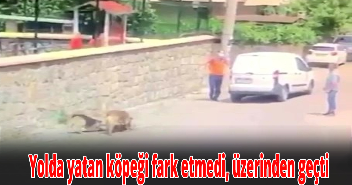 Yolda yatan köpeğin üzerinden aracıyla geçti