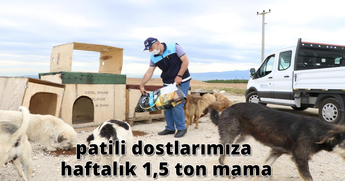 Büyükşehir'den patili dostlarımıza haftalık 1,5 ton mama
