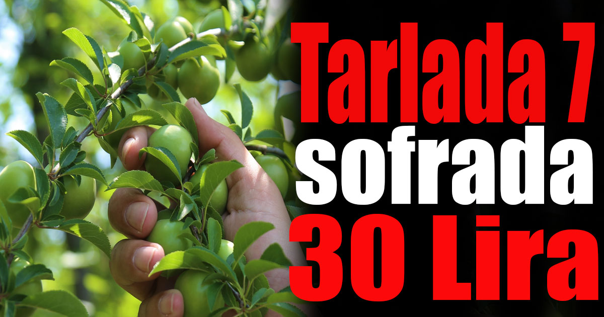 Tarlada 7, sofrada 30 Lira