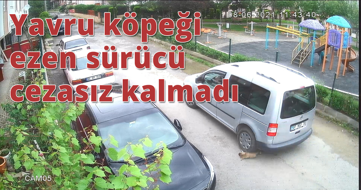 Yavru köpeği ezen sürücü cezasız kalmadı